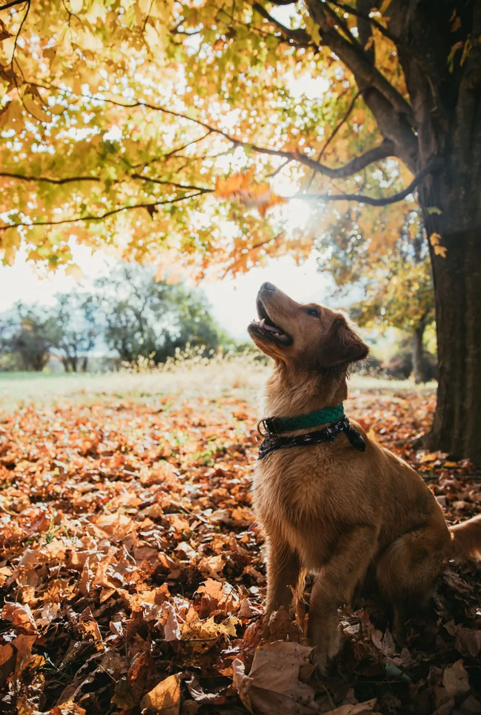 Captain Oscar O'Leary Dog Collar